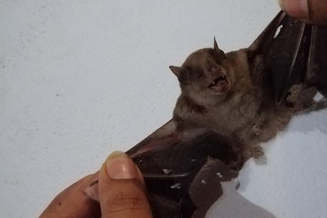 Nightwalk Monteverde by Pablos natural tour - An In-Depth Look at the Monteverde Night Walk