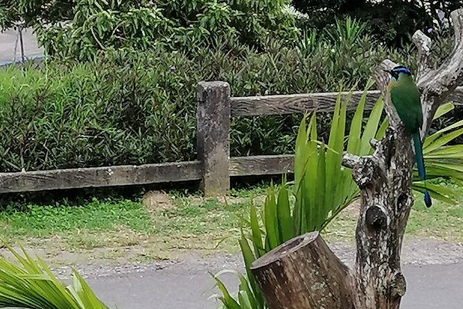 Nightwalk Monteverde by Pablos natural tour - Frequently Asked Questions