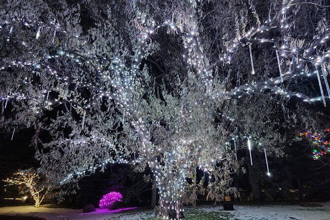 Nikka Yuko Japanese Garden Winter Light Festival - A Detailed Look at the Experience