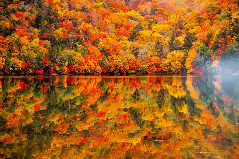 Nikko Autumn Special: Irohazaka, Kegon Falls & Toshogu Day Tour - Shinkyo Bridge makes a brief photo stop
