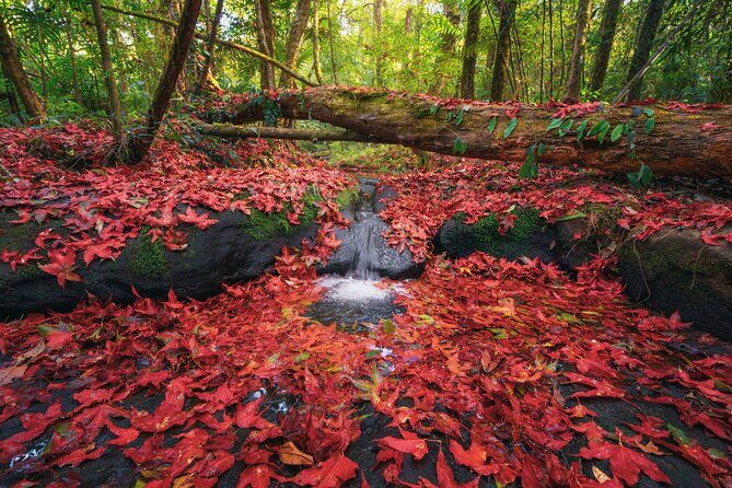 Nikko Private Day Tour - English Guide - Shrine, Waterfall, Onsen - The Sum Up