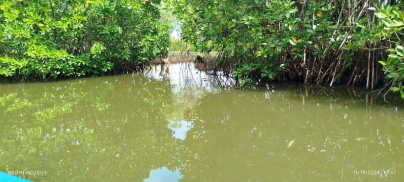 Nilaveli: Lagoon Boat Safari with Mangrove Exploration - Key Points