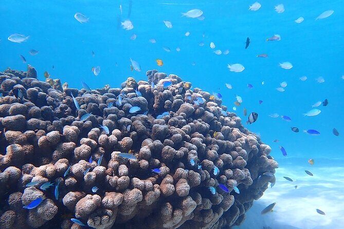 Ningaloo In A Full day Hike and Snorkel Tour - FAQs