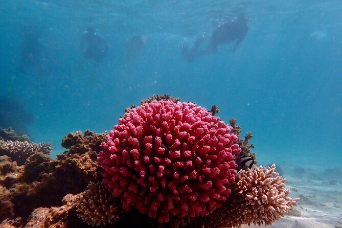 Ningaloo Reef Snorkel Adventure - Ningaloo Reef Snorkel Adventure: An Authentic Day of Marine Wonder in Exmouth