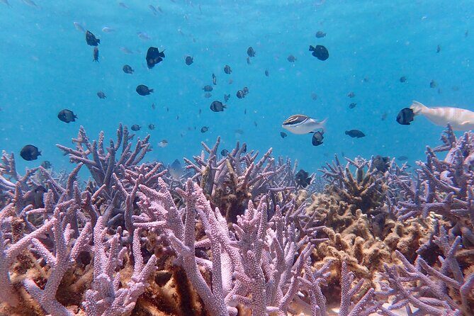 Ningaloo Reef Snorkel Adventure - Final Thoughts: Is It Worth It?