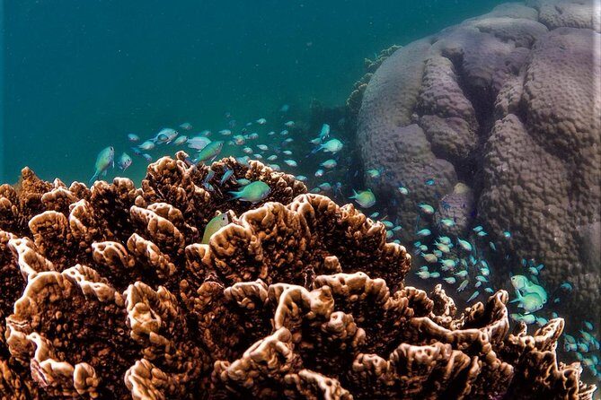 Ningaloo Reef Snorkel and Wildlife Adventure - Final Thoughts: Is This Tour for You?