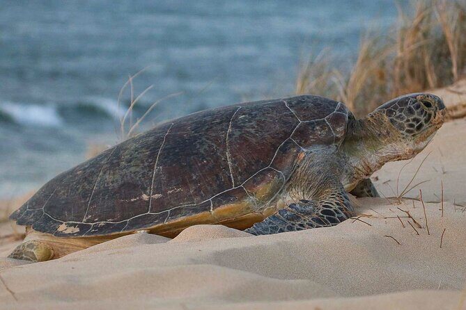 Ningaloo Turtle Watching and Stargazing Tour - The Sum Up: Is It Worth It?
