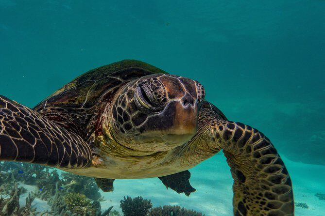 Ningaloo Turtle Watching and Stargazing Tour - FAQ