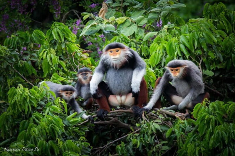 Ninh Binh: Cuc Phuong Jungle Hike & Wildlife Day Trip - Exploring Cuc Phuong: An In-Depth Experience