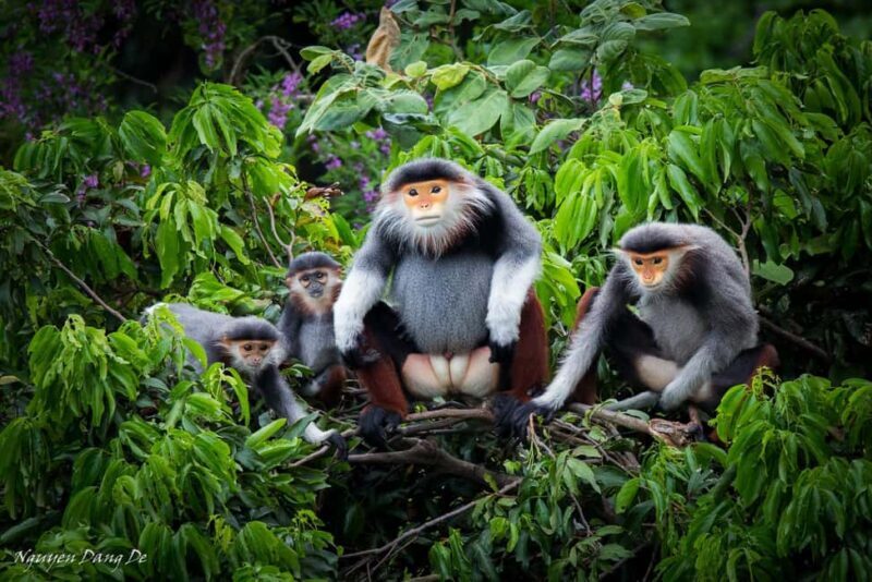 Ninh Binh: Cuc Phuong Jungle Trek, Wildlife & Ancient Caves - The Sum Up