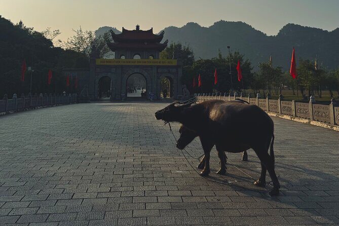 Ninh Binh Day Escape from Hanoi: Local Life, Connection & Tales - Why This Tour Will Appeal to You