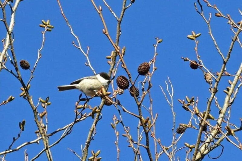 Nishiusuzuka: Fuji Forest Hiking Tour with Guide & Transfer - Key Points