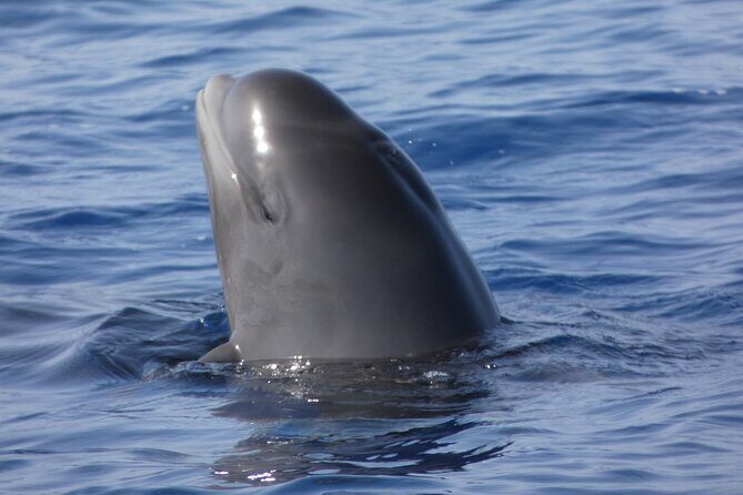 No chase Whale & Dolphin tour putting Marine Life first - we care - A Detailed Look at the Experience