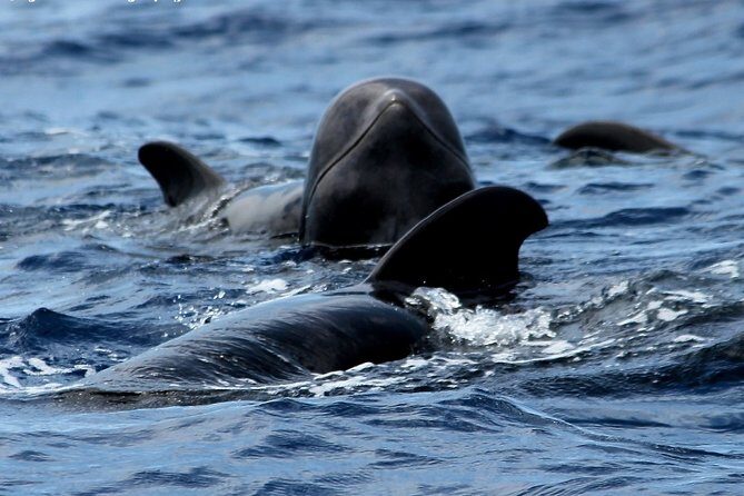 No chase Whale & Dolphin tour putting Marine Life first - we care - The Sum Up