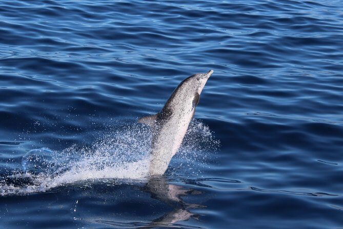 No chase Whale & Dolphin tour putting Marine Life first - we care - FAQ