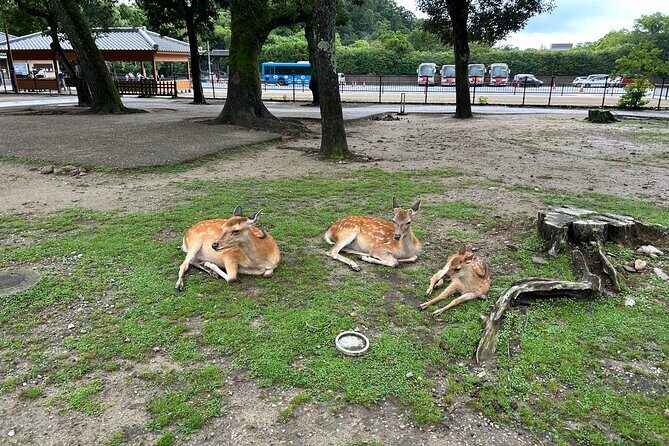 No Emission Car Nara Private Tour from Kyoto with Japanese Guide - Key Points