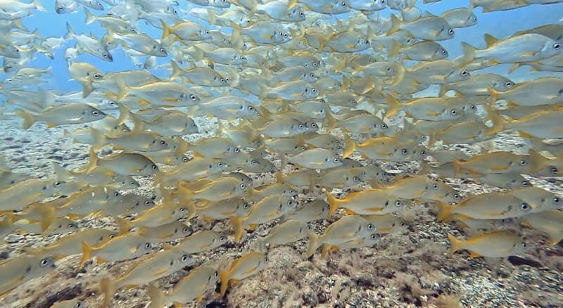 No Experience Needed-Discover Scuba Diving with Pickup - Who Will Love This Experience?
