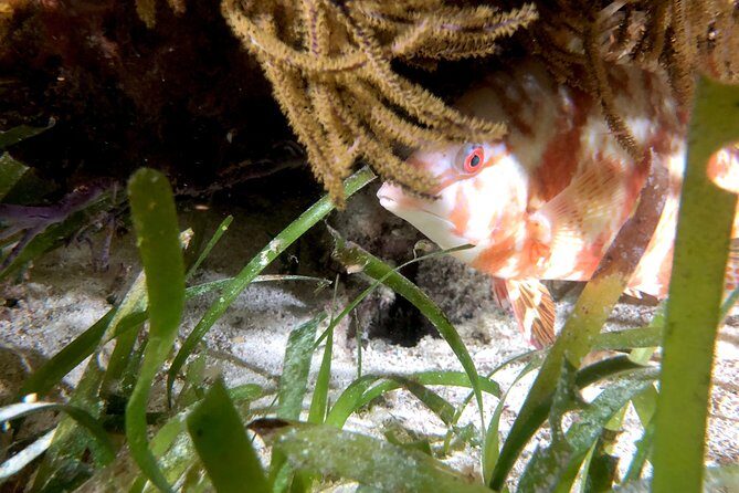 No Experience Required to Discover Scuba in Florida - Final Thoughts: Is It Worth It?