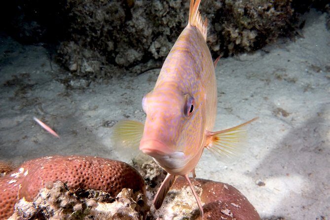 No Experience Required to Discover Scuba in Florida - FAQ