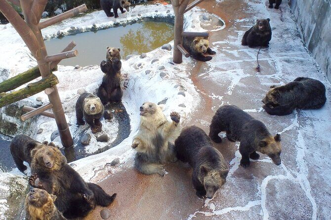 Noboribetsu Bear Park Admission Ticket | Hokkaido - Key Points