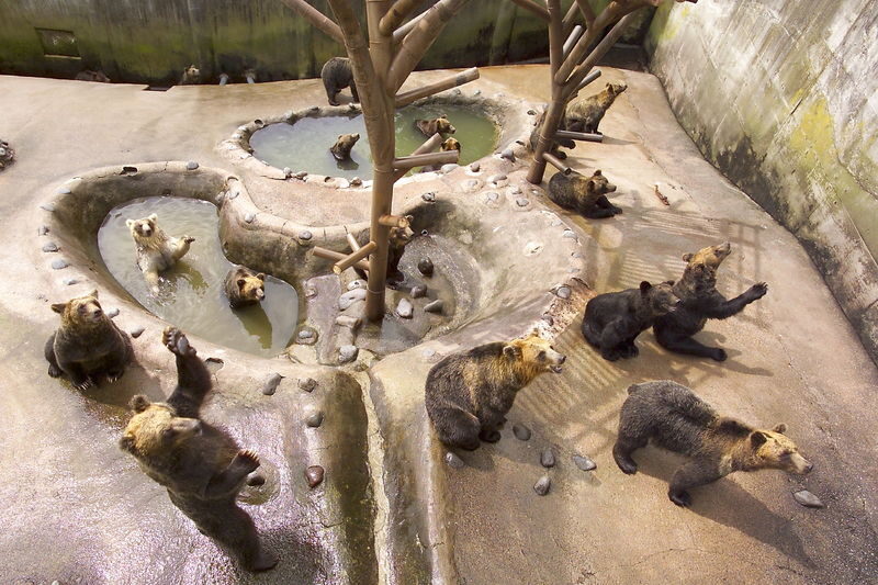 Noboribetsu Bear Park Ticket - How long to stay, and what to plan around
