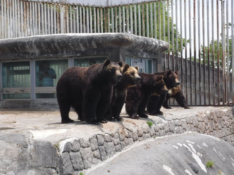 Noboribetsu Bear Park Ticket - Is the ticket worth the price?