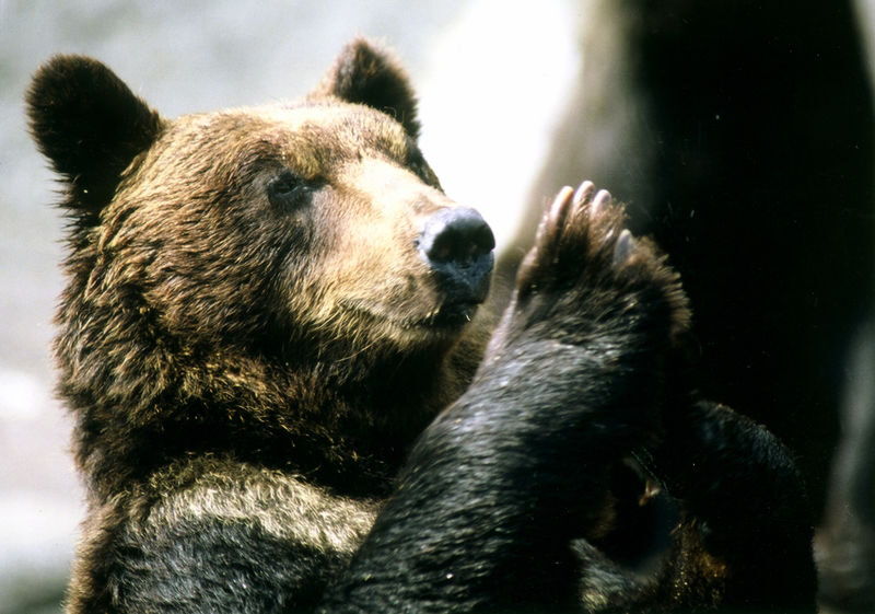 Noboribetsu Bear Park Ticket - Who will enjoy Noboribetsu Bear Park?