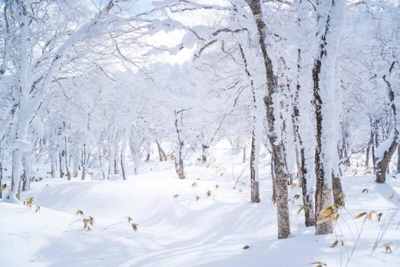 Noboribetsu: Orofure Pass Snowshoeing Tour - The Experience: A Detailed Breakdown of the Tour