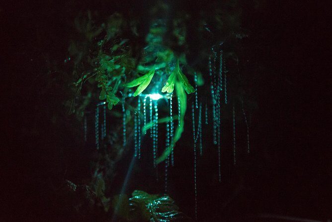 Nocturnal adventure Glow-worm tour - Who Will Love This Tour?
