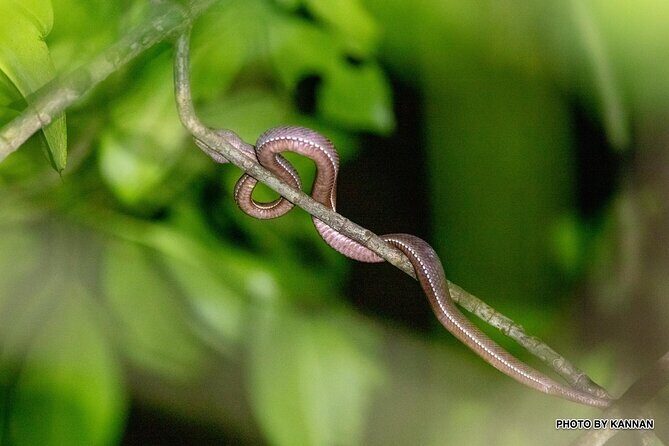 Nocturnal Secrets: A Mangrove Adventure - Why Choose This Tour?