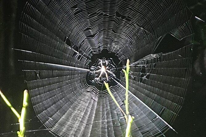 Nocturnal Secrets: A Mangrove Adventure - FAQs