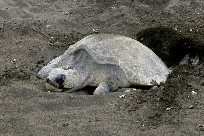 Nocturnal Turtles Watching near Tamarindo beach - Key Points