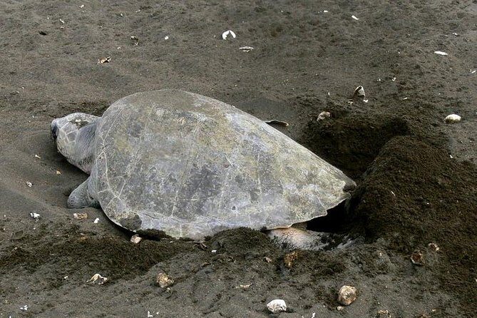 Nocturnal Turtles Watching near Tamarindo beach - Frequently Asked Questions