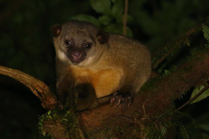 Nocturnal Walk in the Hanging Bridges - Final Thoughts