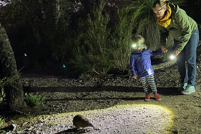 Nocturnal Wildlife Tour from Busselton or Dunsborough - Discover the Nocturnal Wildlife of Western Australia