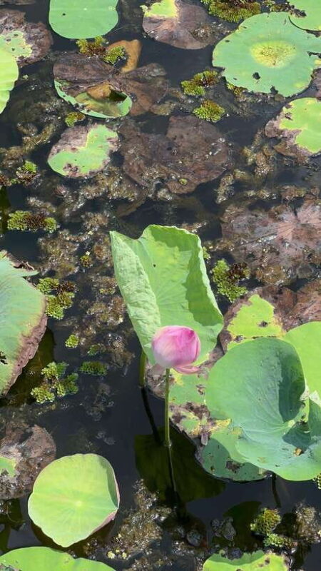 None Shopping Mekong Delta Tan Lap Floating Village Tour - Who Would Appreciate This Tour?