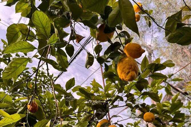 Nonna Concettina Sorrento Lemon Tour - Key Points