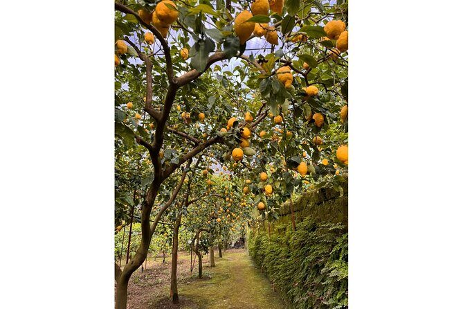 Nonno Mario Sorrento Lemon tour - An In-Depth Look at the Nonno Mario Sorrento Lemon Tour
