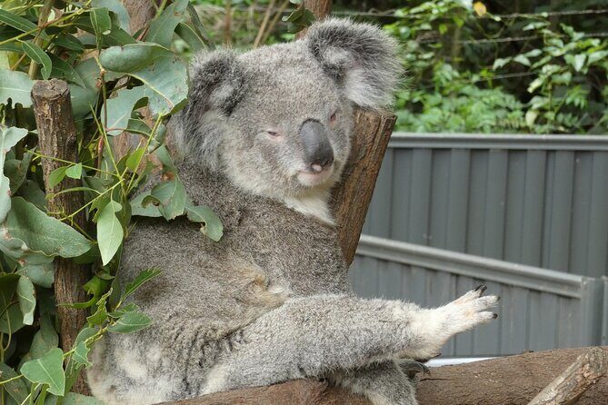 Noosa, Aussie Animals & Glass House Mountains from Brisbane - The Sum Up: Who Will Enjoy This Tour?