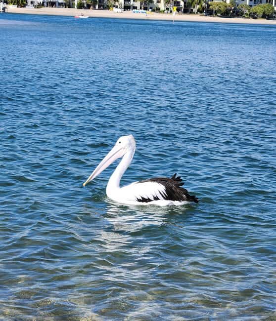 Noosa Heads: Hidden Waterways Wildlife Kayak (Fully Guided) - FAQ