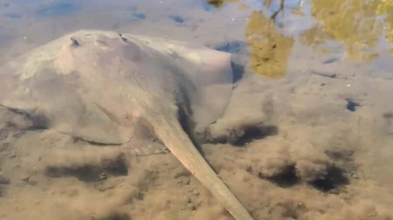 Noosa Heads: Hidden Waterways Wildlife Kayak (Self-Guided) - Noosa Heads: Hidden Waterways Wildlife Kayak (Self-Guided) — A Detailed Review