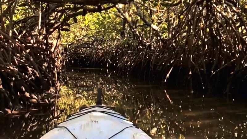 Noosa Heads: Hidden Waterways Wildlife Kayak (Self-Guided) - Final Thoughts: Who Will Love This Experience?