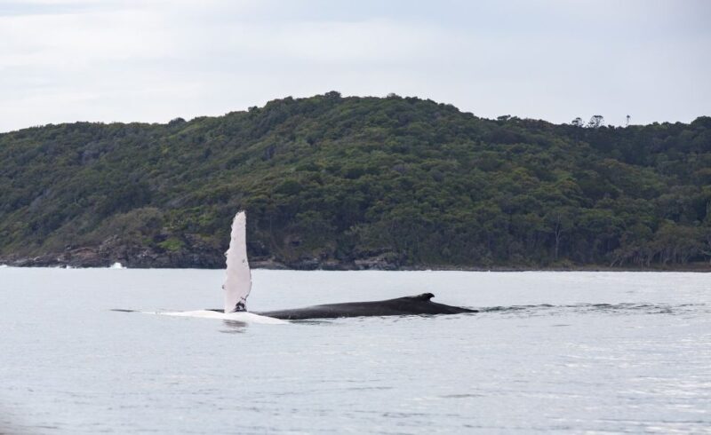 Noosa: Humpback Whale Watching Tour - Setting the Scene: From Noosa Marina to the Open Sea