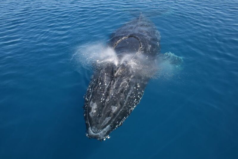 Noosa: Humpback Whale Watching Tour - The River Cruise: Scenic Views and Local Landmarks