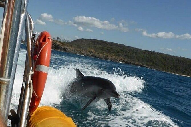 Noosa ocean adventure & Dolphin safari. - An In-Depth Look at the Noosa Ocean Adventure & Dolphin Safari