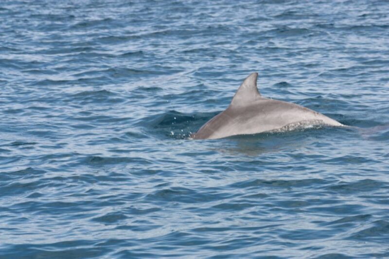 Noosa Ocean adventure & Dolphin Safari. - A Deep Dive into the Noosa Ocean Adventure & Dolphin Safari