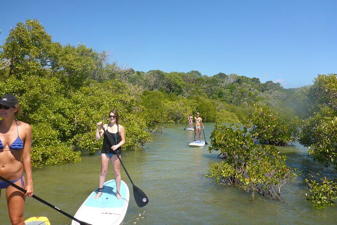 Noosa Stand Up Paddle & Mangrove Tunnel Tour - Key Points
