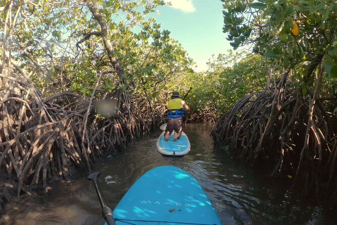 Noosa Stand Up Paddle & Mangrove Tunnel Tour - A Closer Look at the Experience