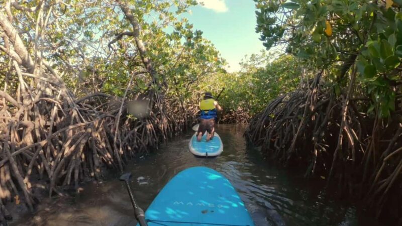 Noosa Stand Up Paddle & Mangrove Tunnel Tour (Fully Guided) - An In-Depth Look at the Noosa SUP & Mangrove Tunnel Adventure