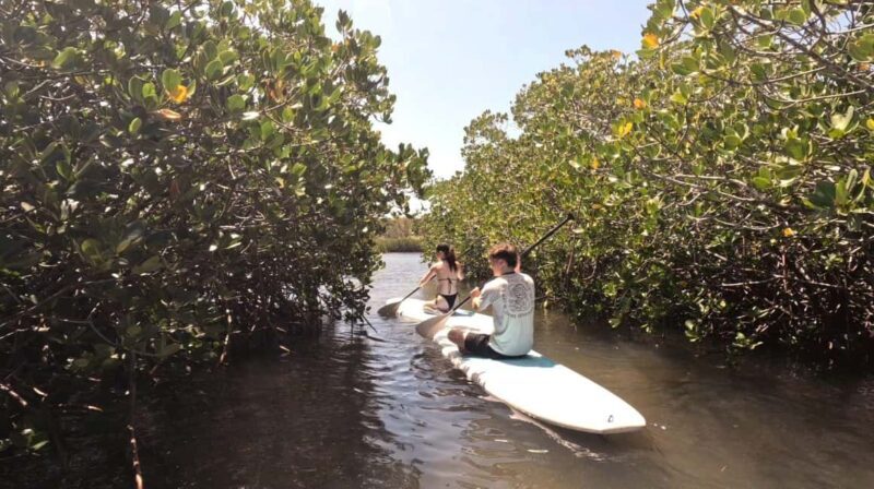 Noosa Stand Up Paddle & Mangrove Tunnel Tour (Self Guided) - The Sum Up